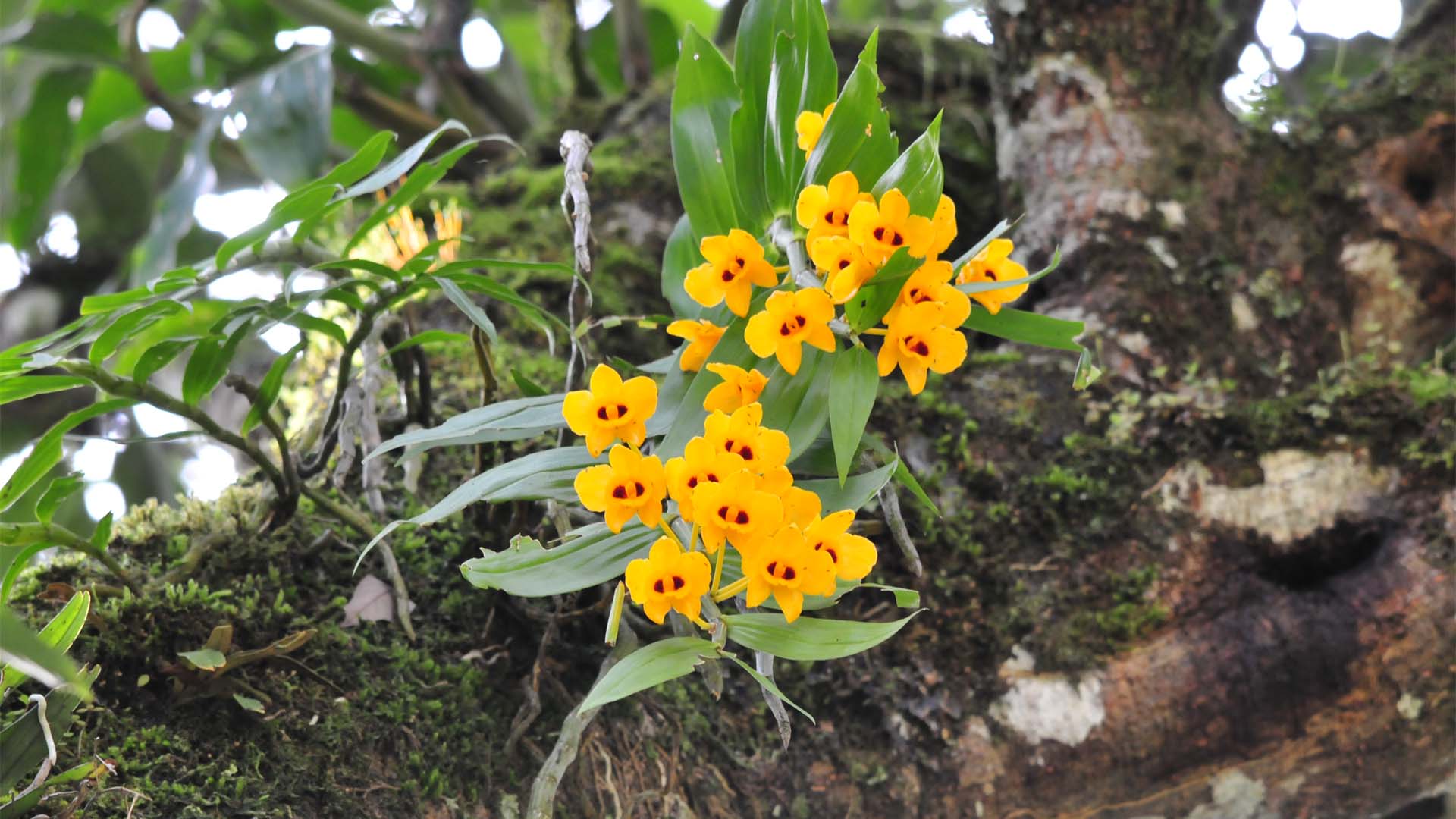 Flora and Fauna in Bhutan