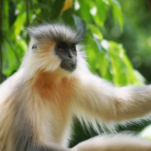 Golden Langur in Zhemgang district