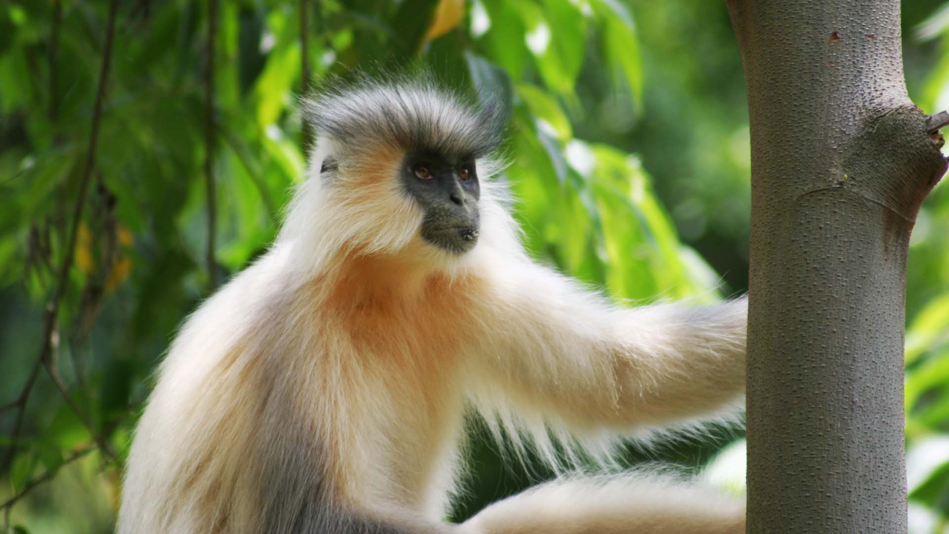 Golden Langur in Zhemgang district