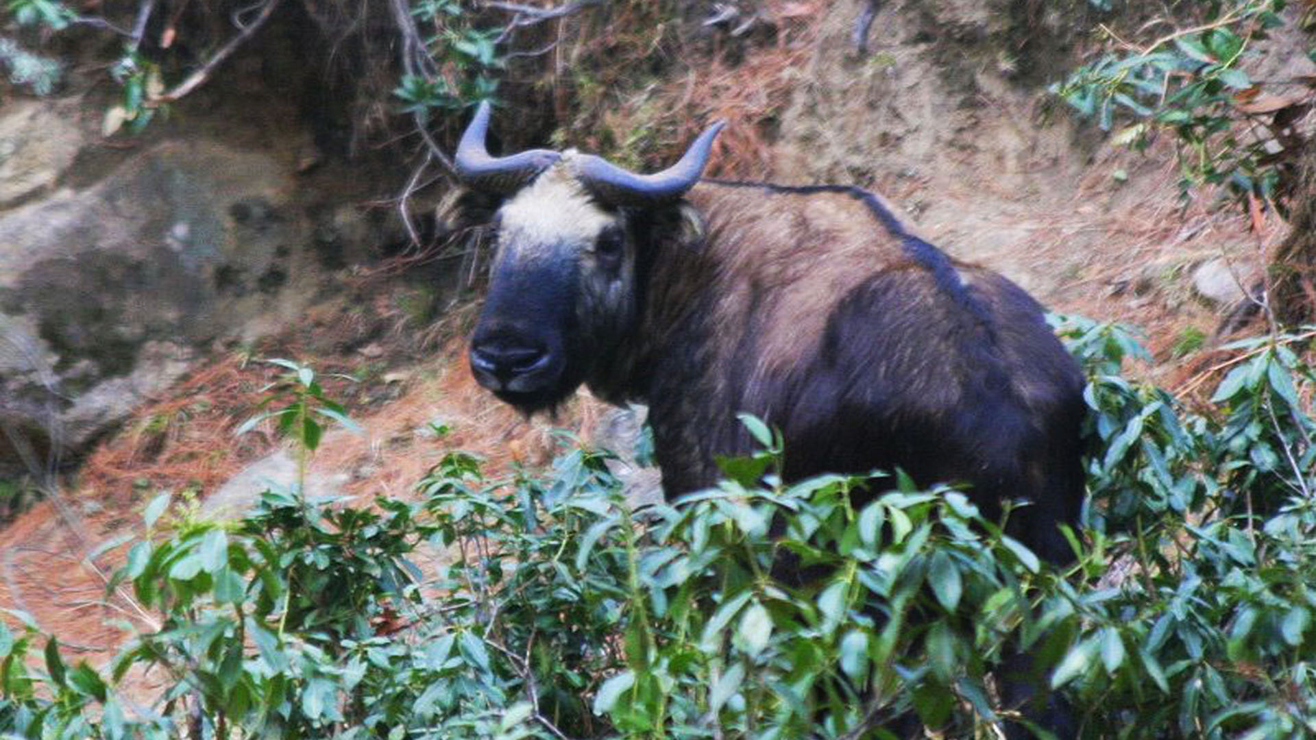 Takin, the national animal of Bhutan