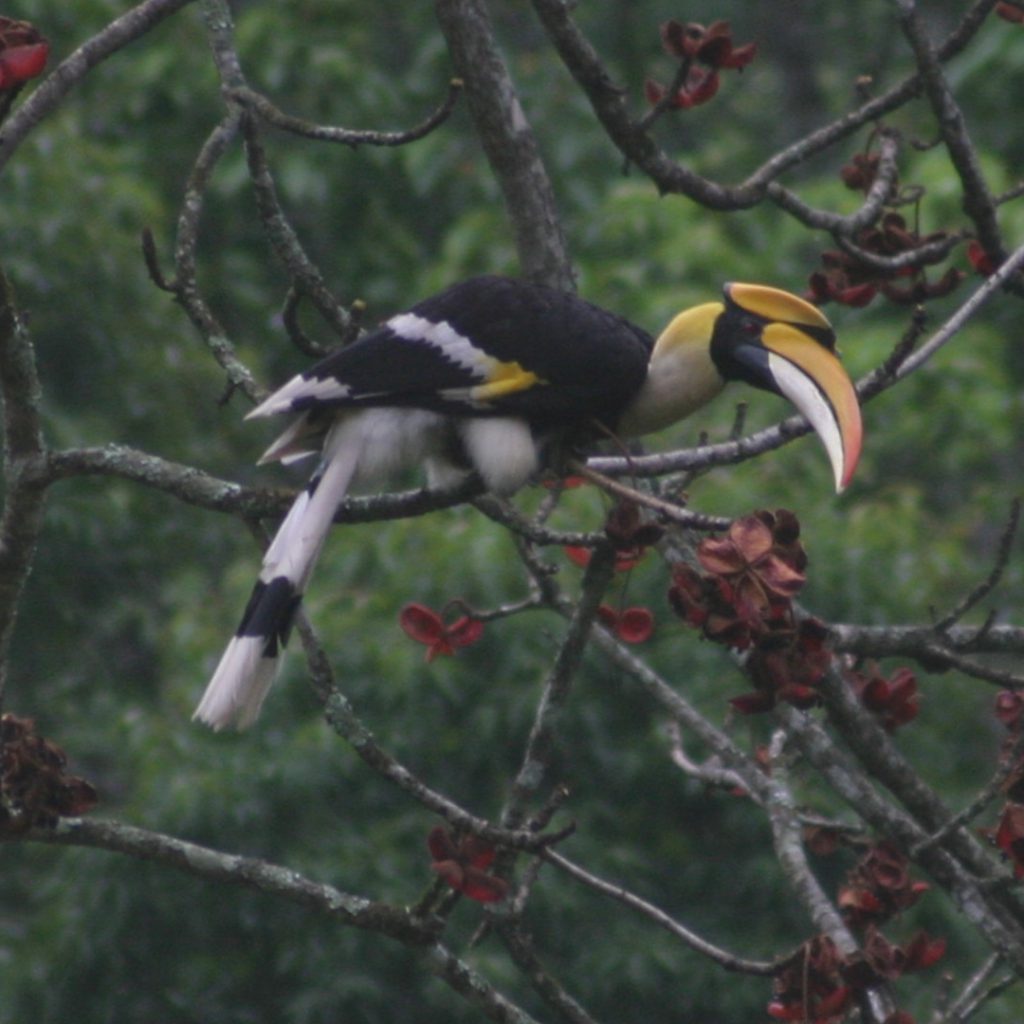 Bhutan Birds