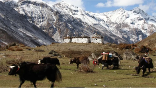 Beautiful Laya Gasa Trek