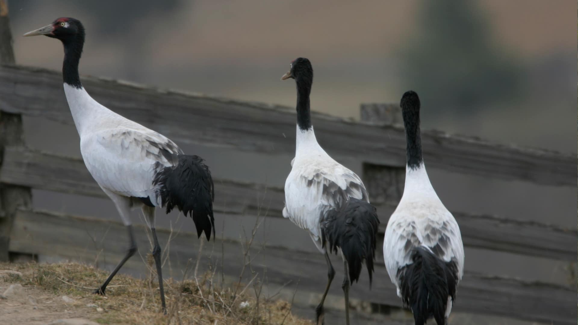 The Bhutan Birding Tour