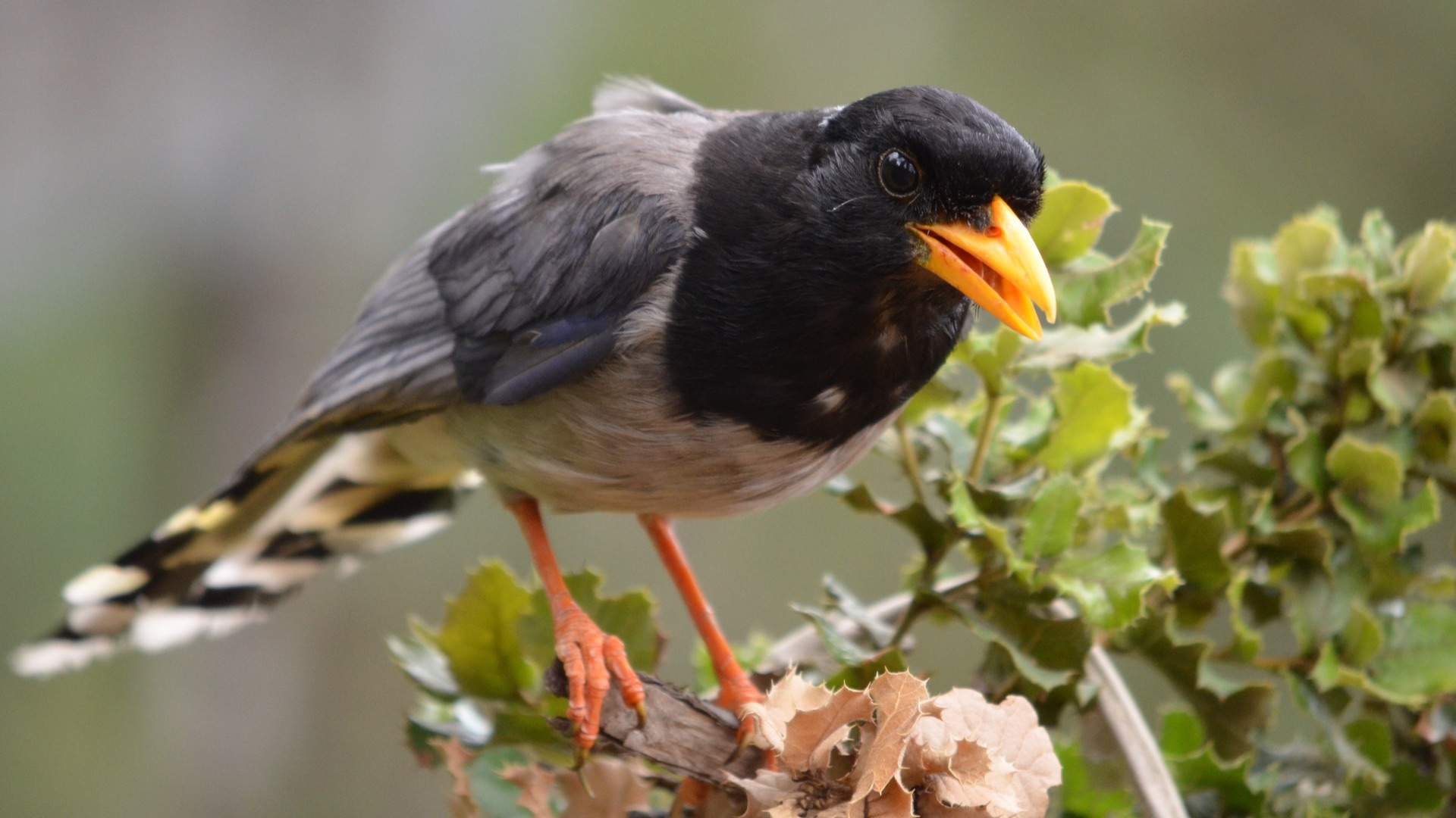 Bhutan travel and birds