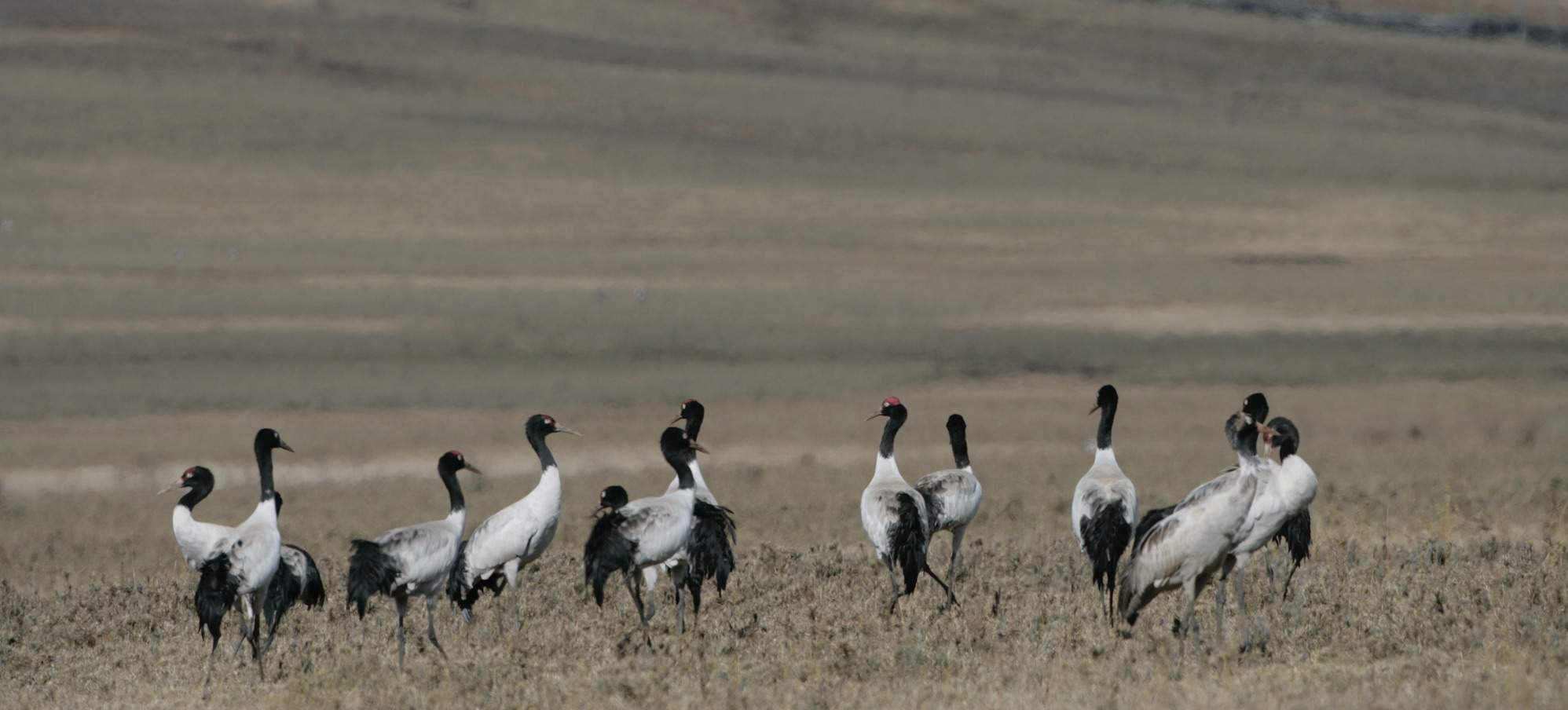 Bird watching in Bhutan